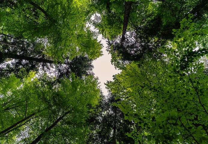 INVL Sustainable Timberland and Farmland Fund II – Capital Fund kaasab investoritelt täiendavaid vahendeid
