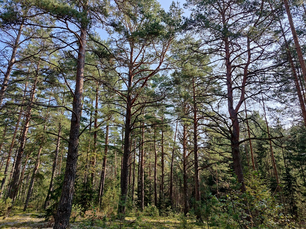 INVL Sustainable Timberland and Farmland II – Capital Fund kaasas 2,09 miljonit eurot
